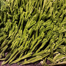 Rolo de Grama Sintética Esportiva 50mm 7.000 Dtex (100m²)